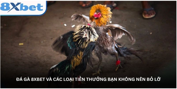 Đá gà 8XBET và các loại tiền thưởng bạn không nên bỏ lỡ