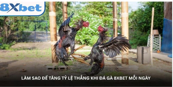 Làm sao để tăng tỷ lệ thắng khi đá gà 8XBET mỗi ngày