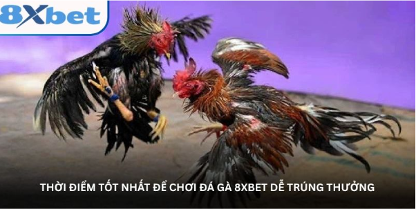 Thời điểm tốt nhất để chơi đá gà 8XBET dễ trúng thưởng