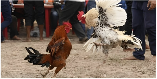 Tìm hiểu quy luật đá gà cựa sắt cơ bản cho newbie